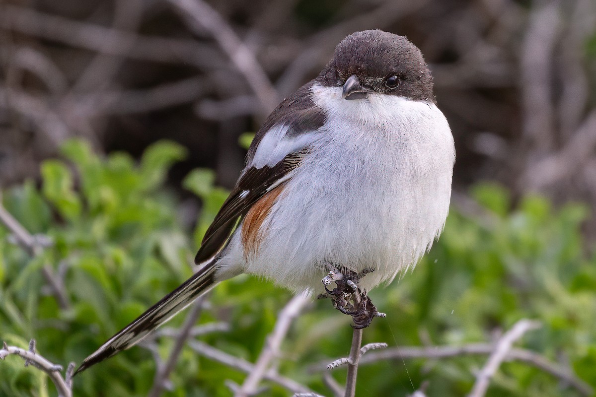 Southern Fiscal - ML638110151