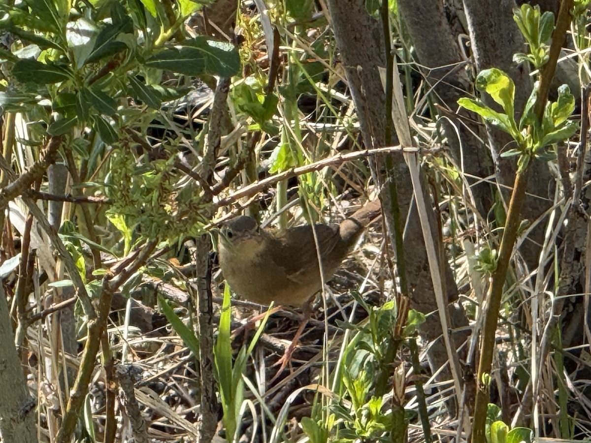 Chinese Bush Warbler - ML638110213