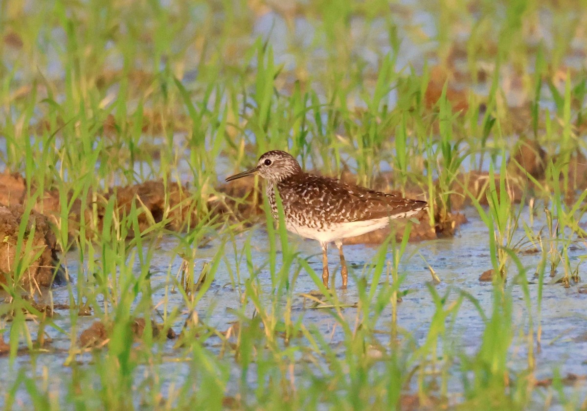 Wood Sandpiper - ML638110216
