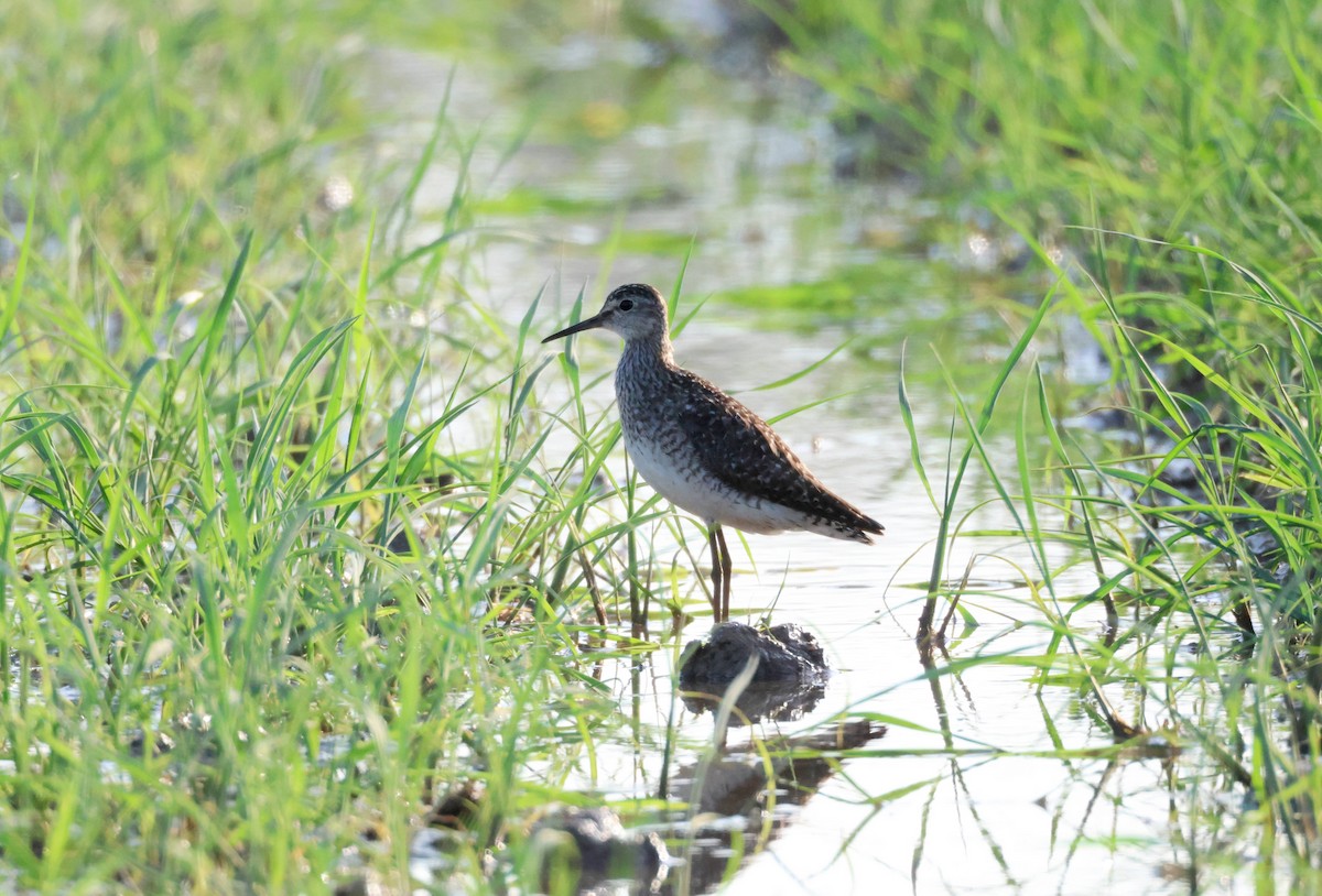 Wood Sandpiper - ML638110218