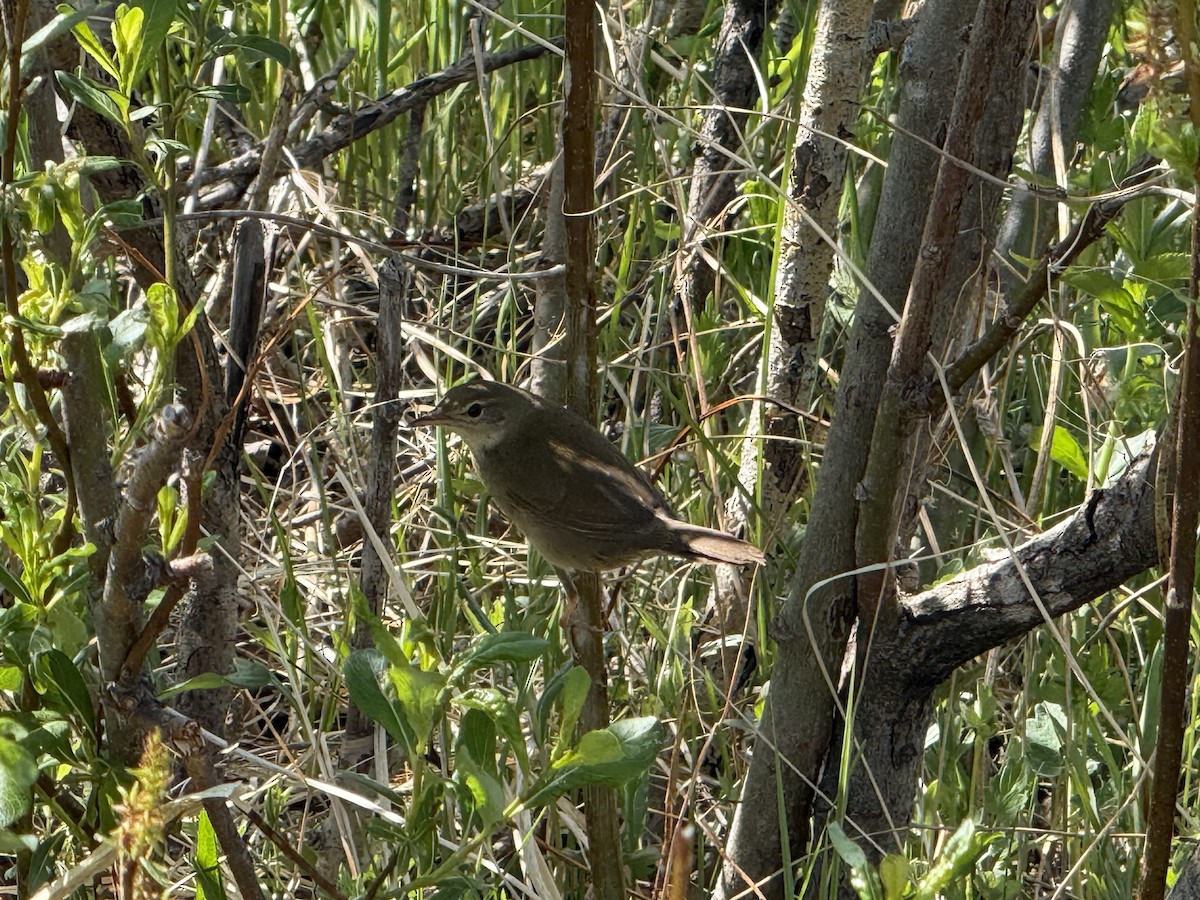 Chinese Bush Warbler - ML638110224