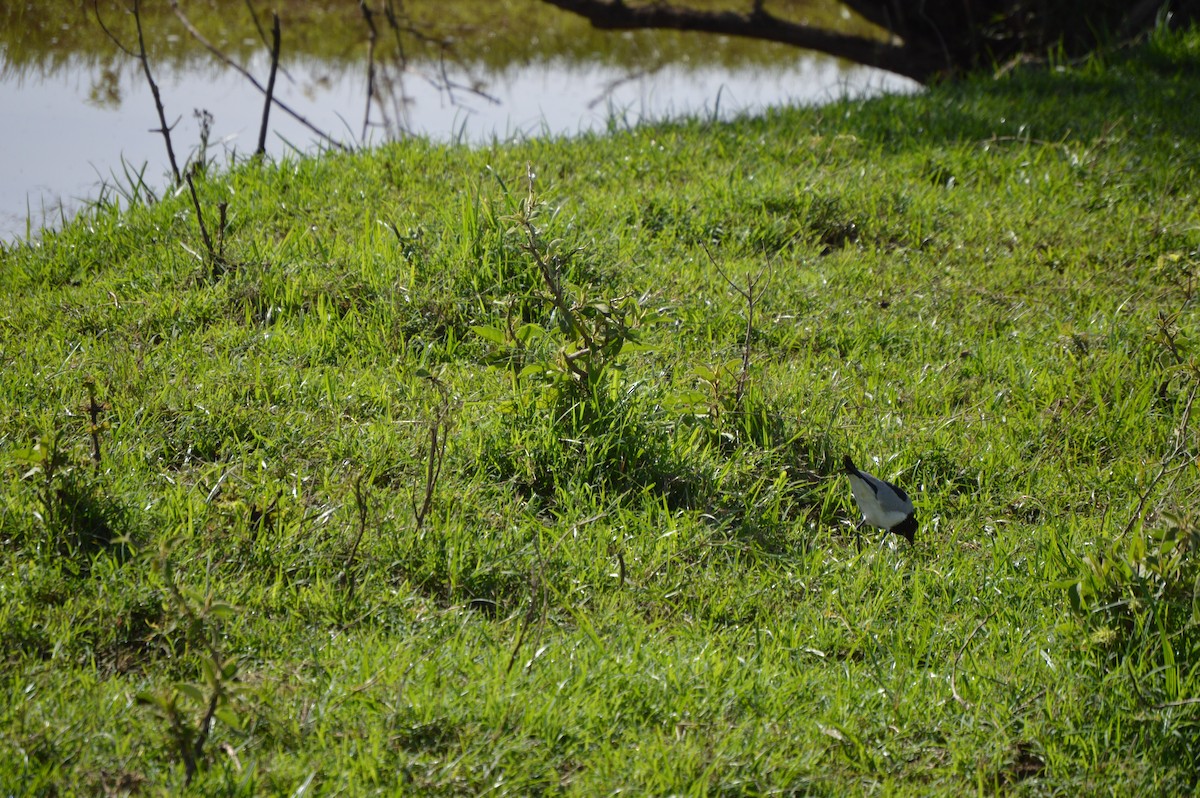 Blacksmith Lapwing - ML638110235