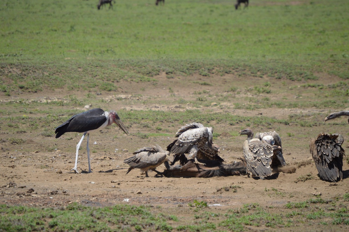 marabu africký - ML638110249