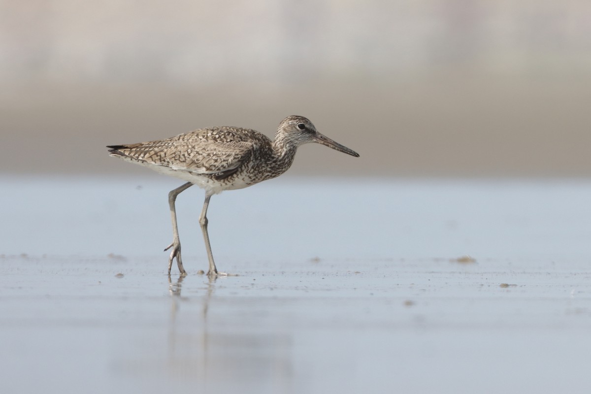 Willet - ML638110272
