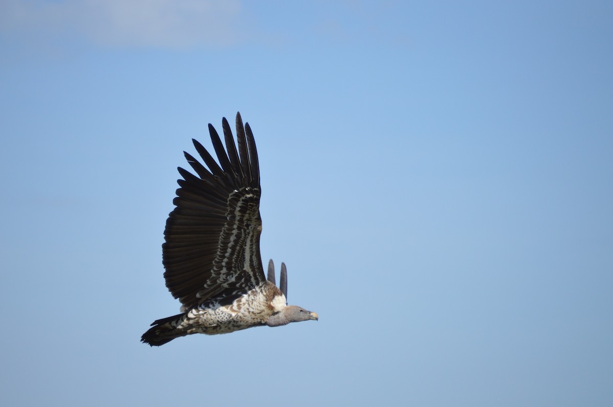 Rüppell's Griffon - ML638110276