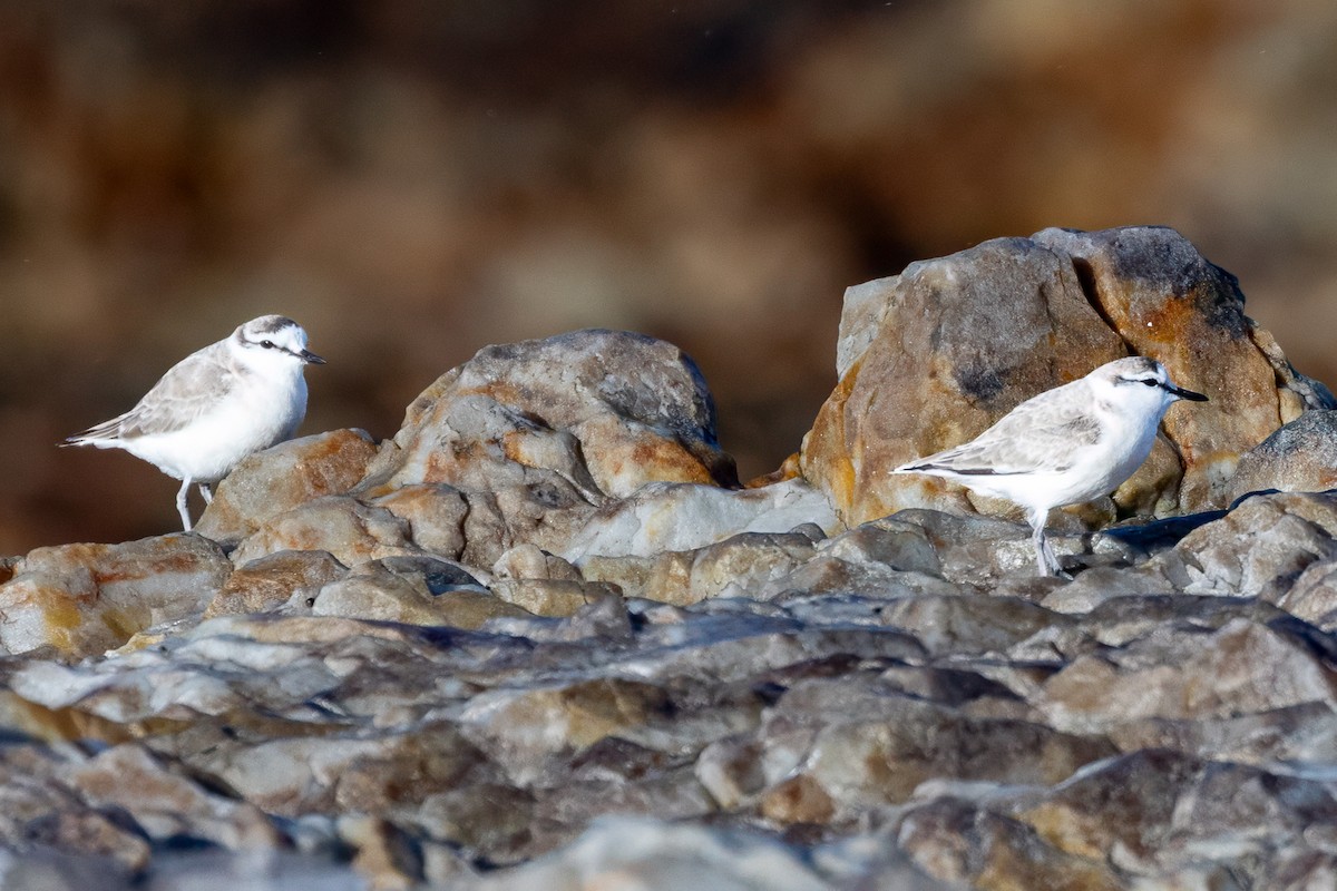 White-fronted Plover - ML638110289
