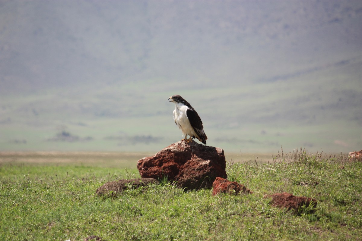 Augur Buzzard - ML638110291