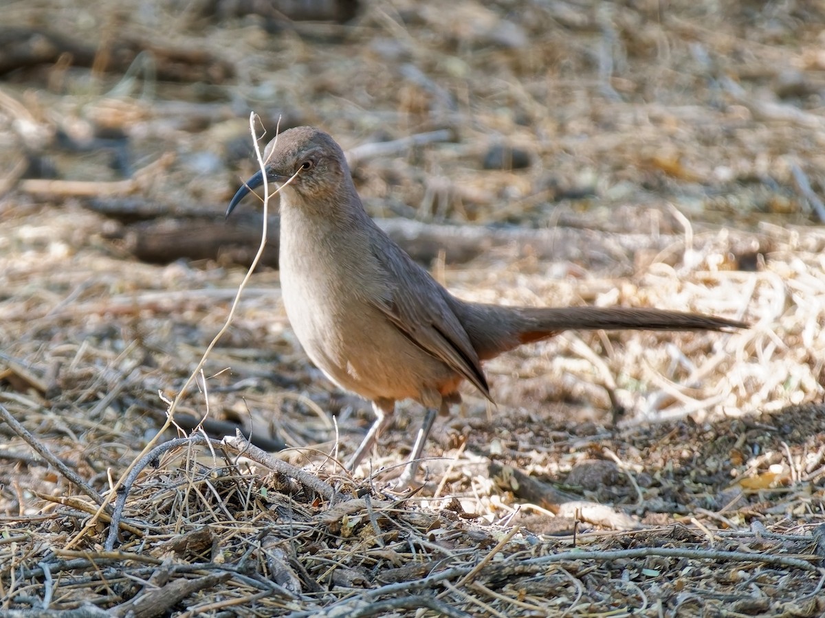 Crissal Thrasher - ML638110293