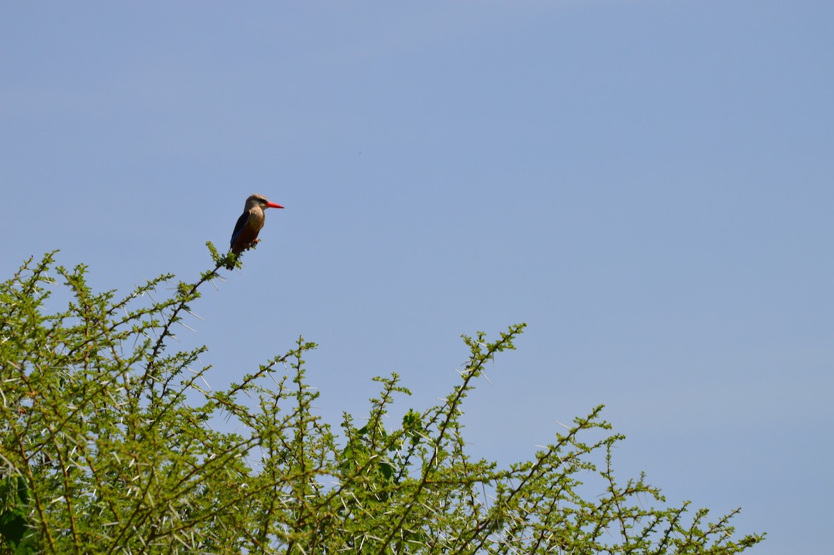Gray-headed Kingfisher - ML638110295