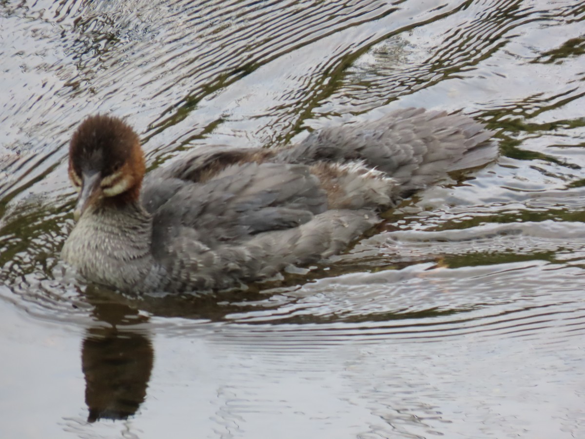 Common Merganser - ML638110317