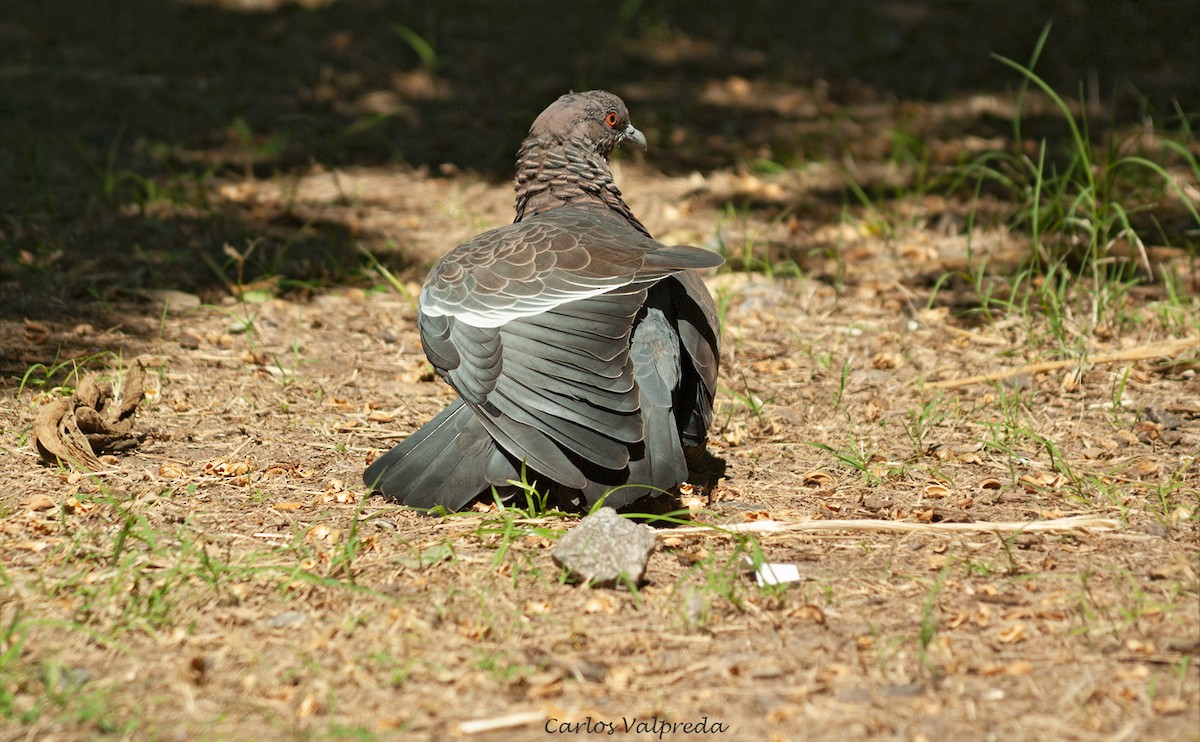 Picazuro Pigeon - ML638110319