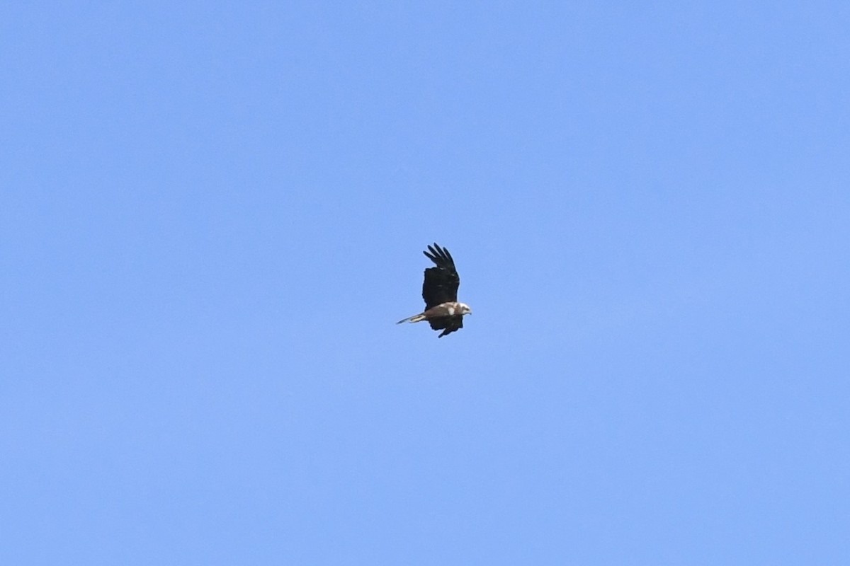 Common Buzzard - ML638110325