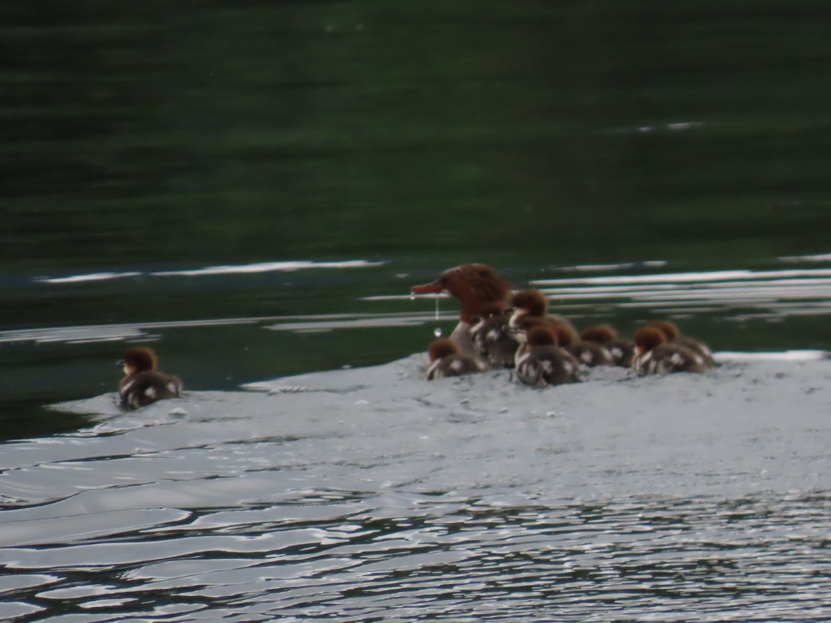 Common Merganser - ML638110337