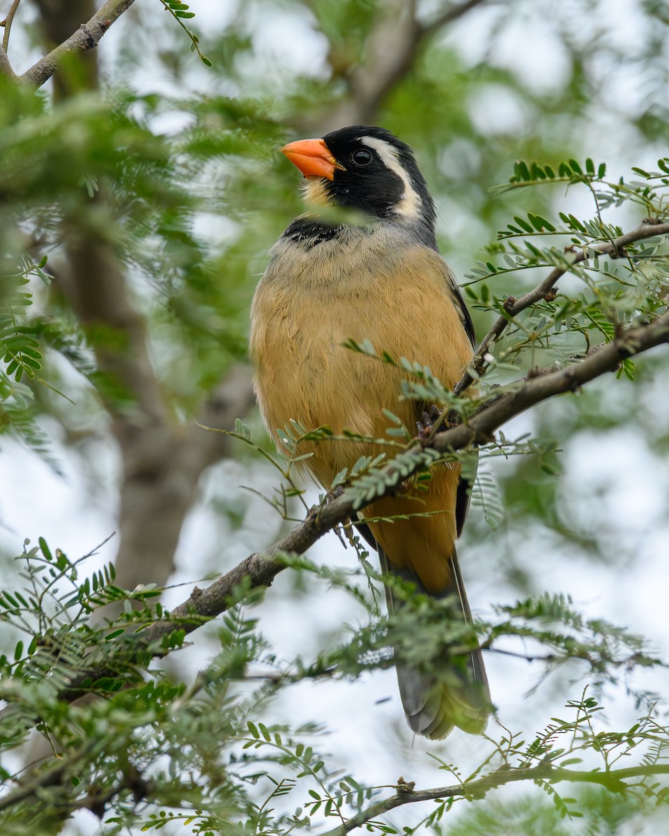 Golden-billed Saltator - ML638110343