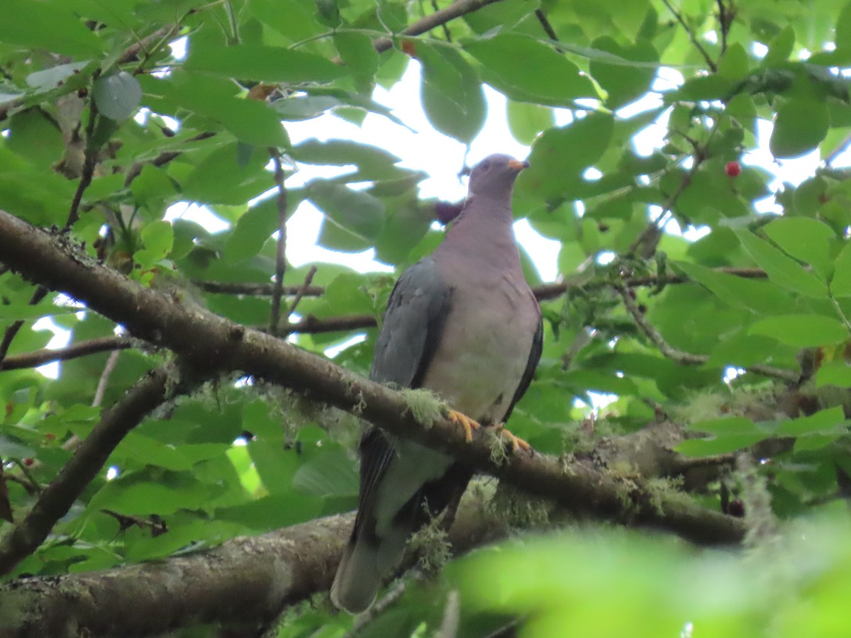 Band-tailed Pigeon - ML638110356