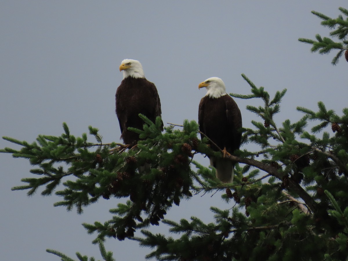Bald Eagle - ML638110384