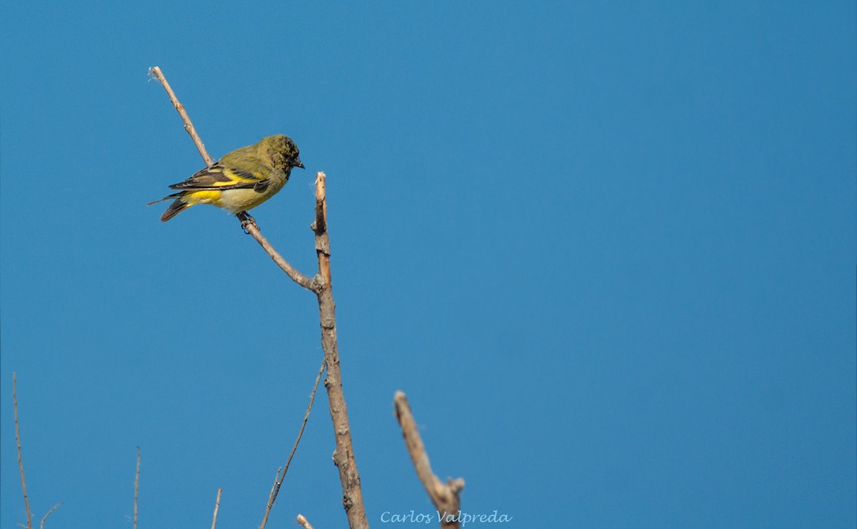 Hooded Siskin - ML638110412