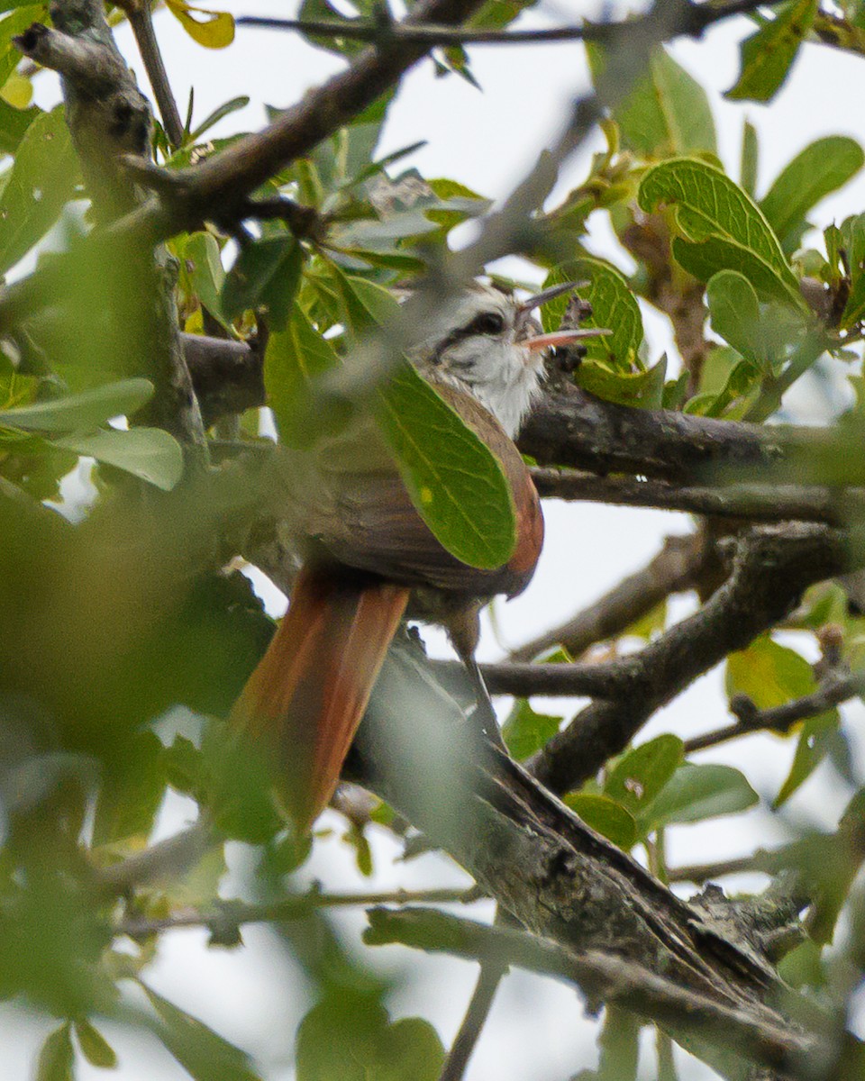 Stripe-crowned Spinetail - ML638110420