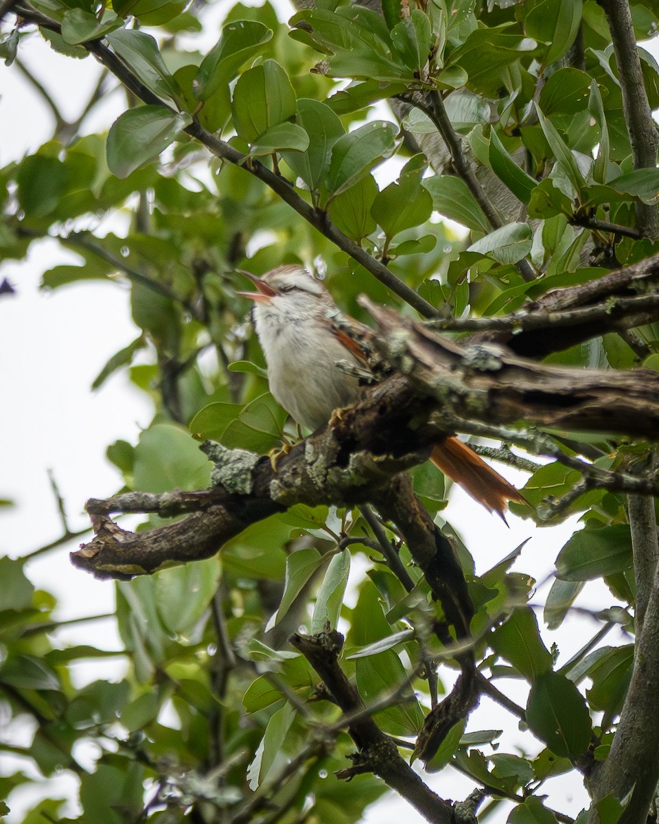 Stripe-crowned Spinetail - ML638110421