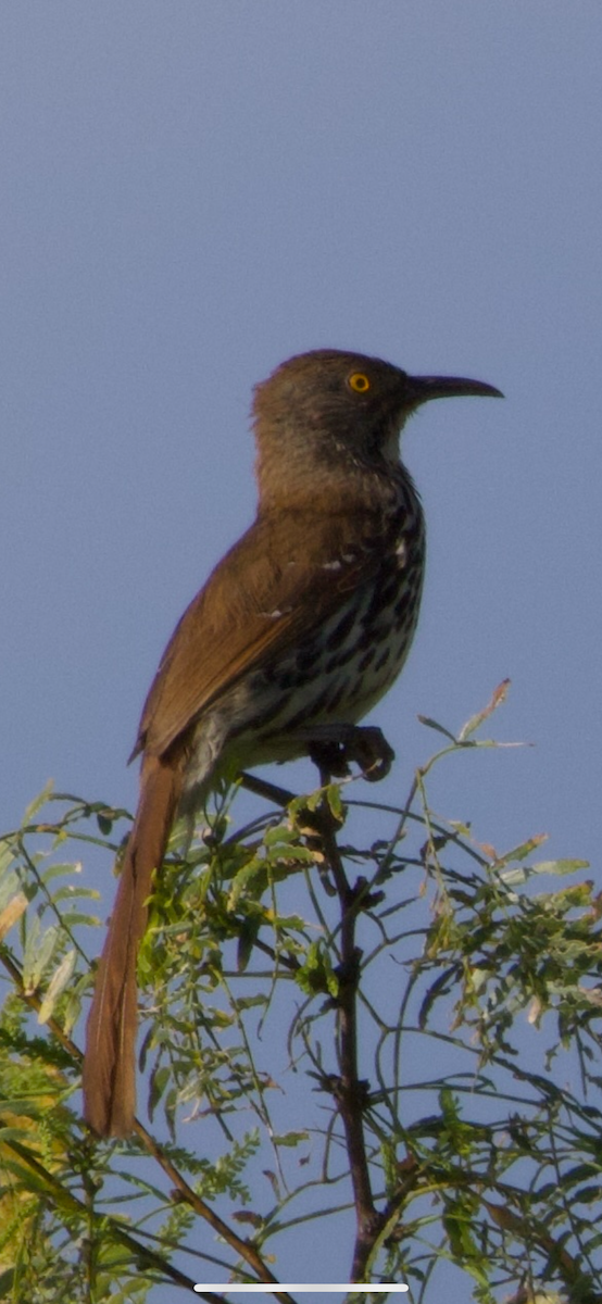 Long-billed Thrasher - ML638110425