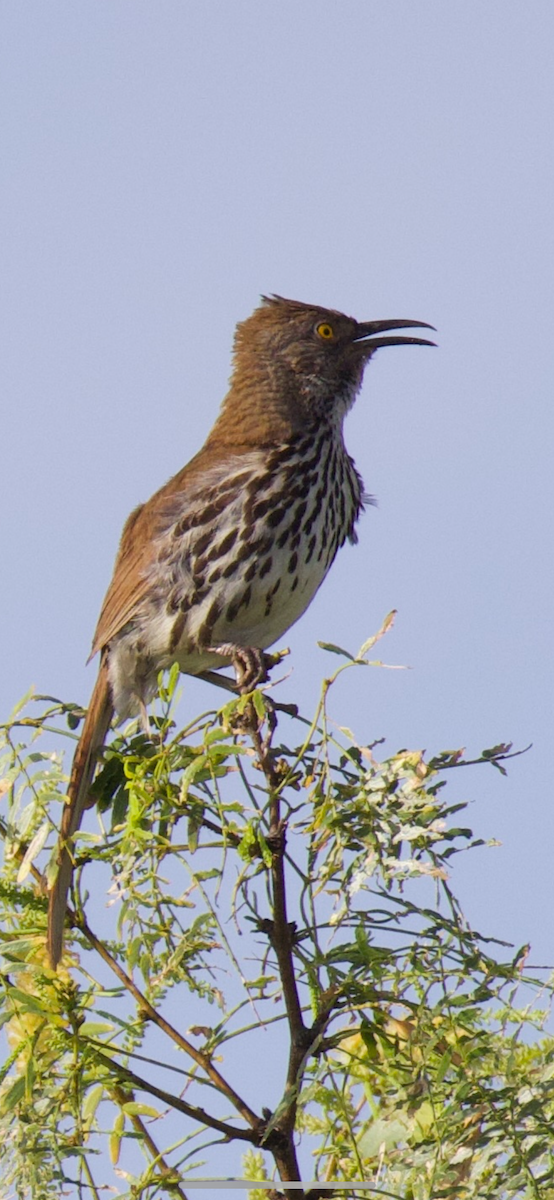 Long-billed Thrasher - ML638110426