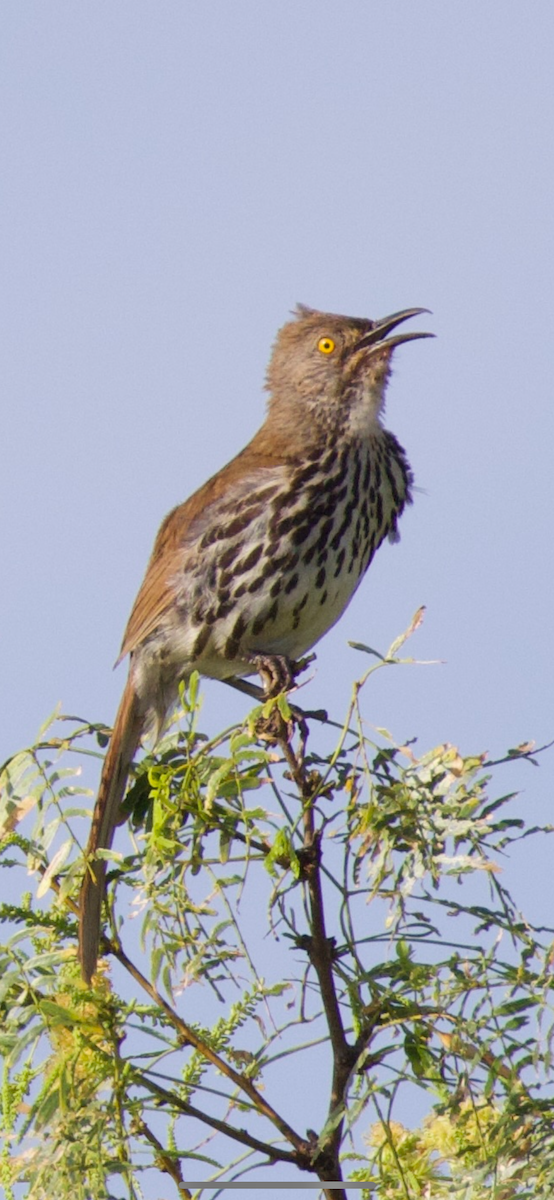 Long-billed Thrasher - ML638110427