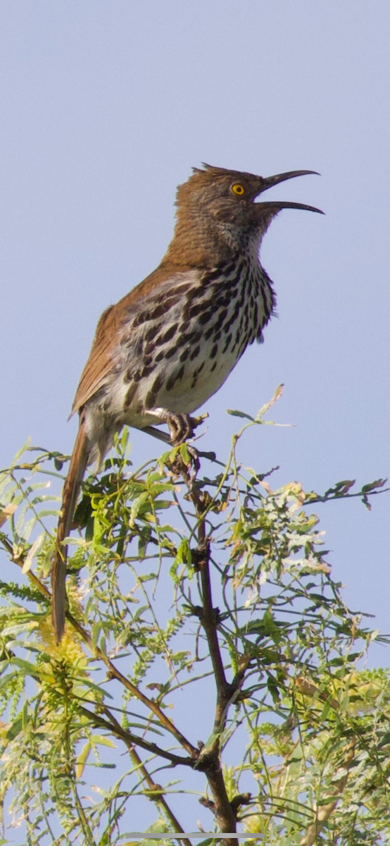 Long-billed Thrasher - ML638110428