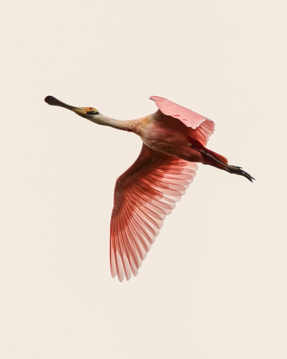 Roseate Spoonbill - ML638110443