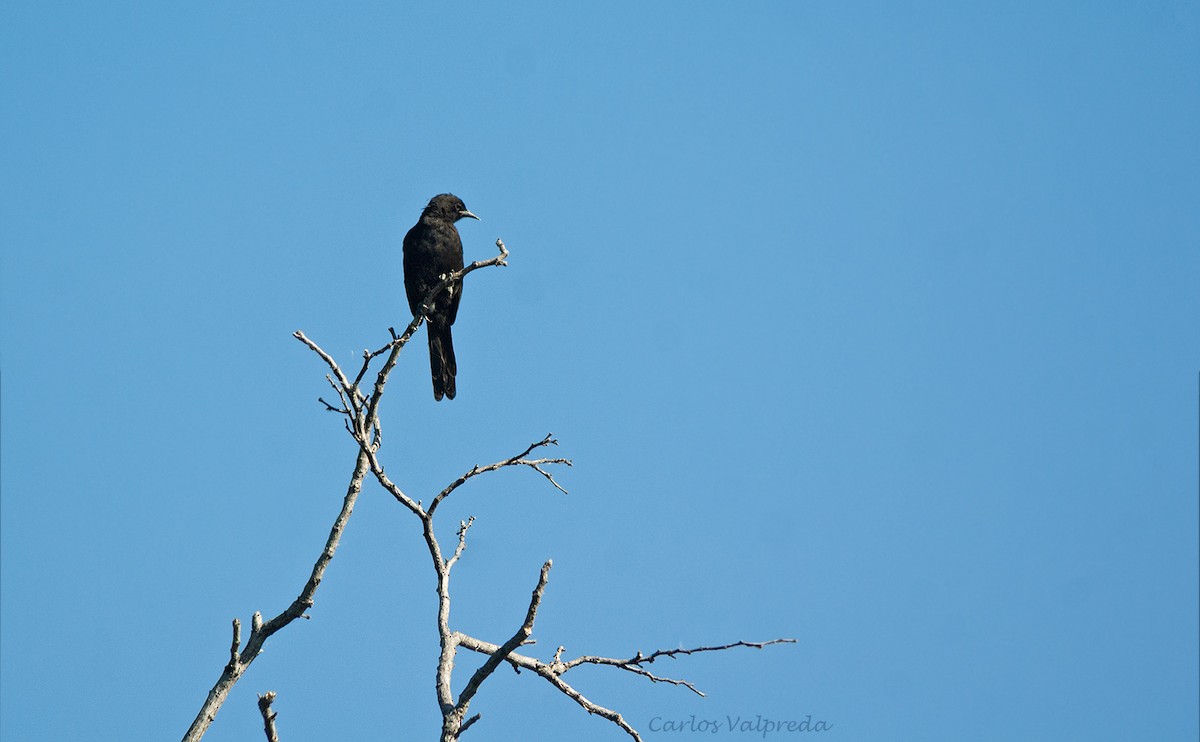 Variable Oriole - ML638110447