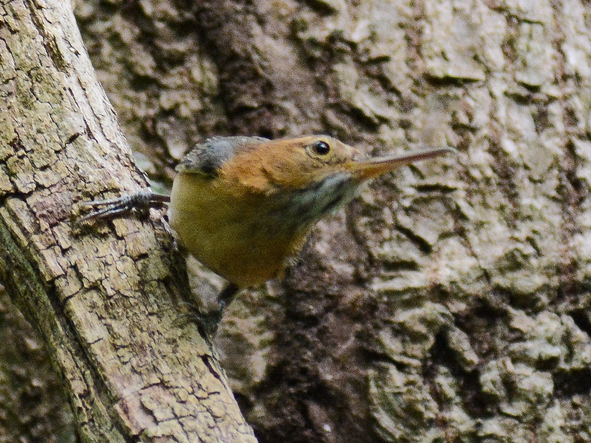 Long-billed Gnatwren (rufiventris Group) - ML638110460