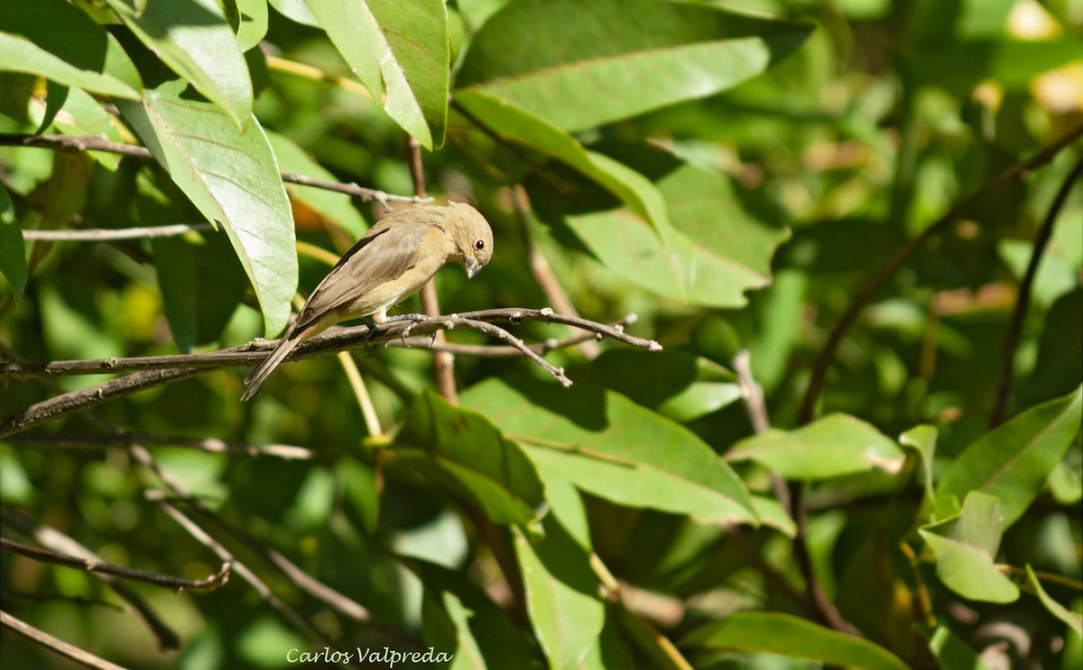 Double-collared Seedeater - ML638110485