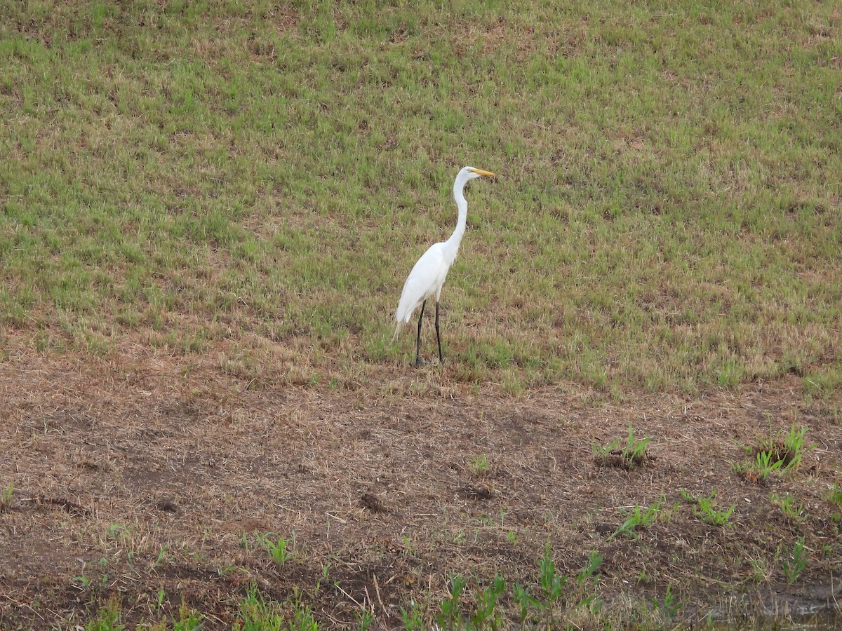Great Egret (American) - ML638110493