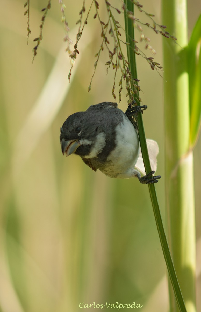 Double-collared Seedeater - ML638110495