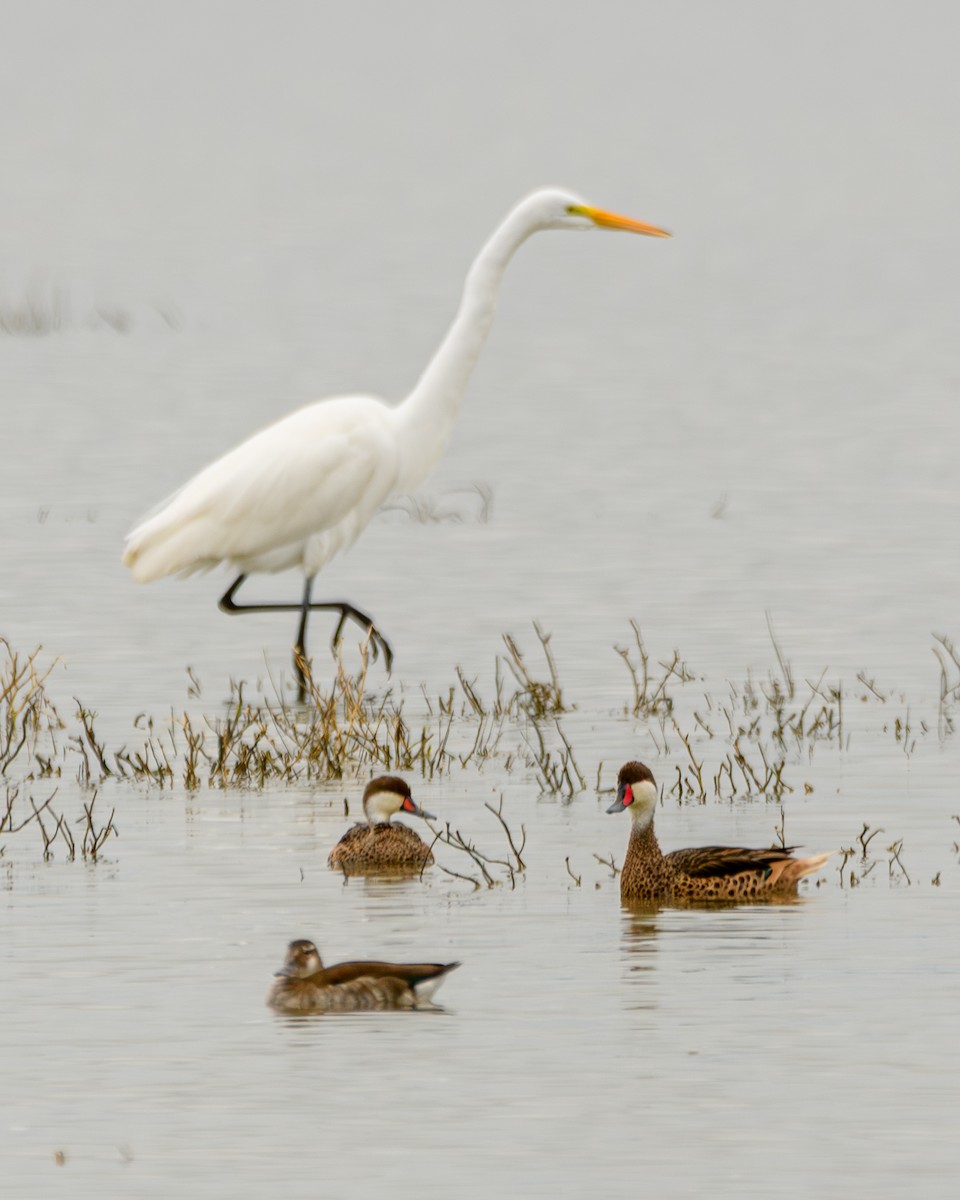 White-cheeked Pintail - ML638110505