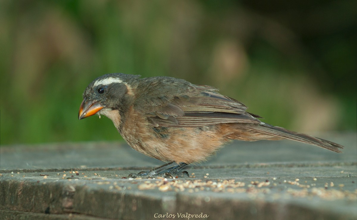 Golden-billed Saltator - ML638110525