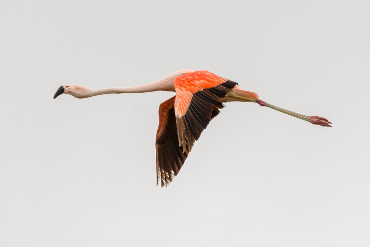 Chilean Flamingo - ML638110540