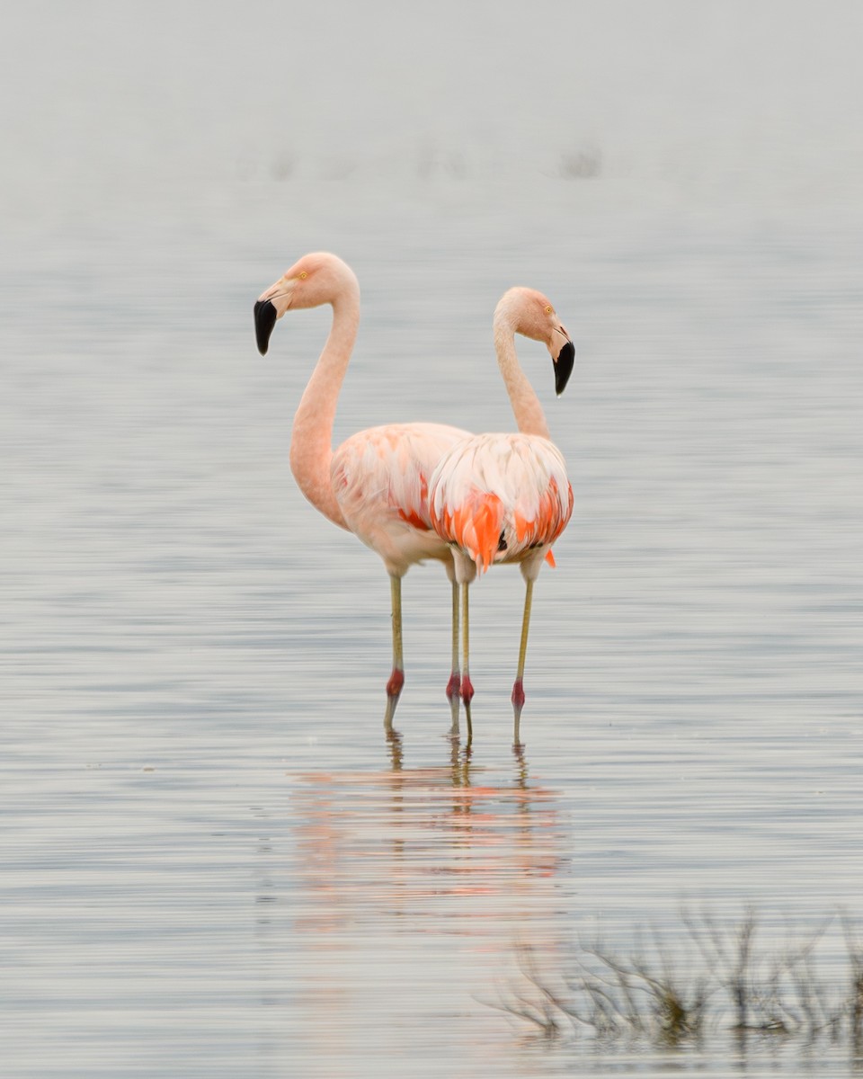Chilean Flamingo - ML638110541