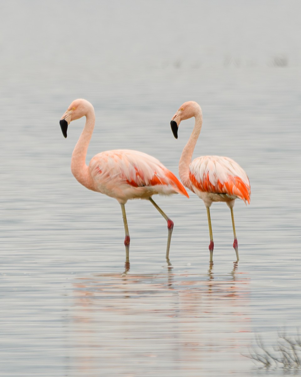 Chilean Flamingo - ML638110542