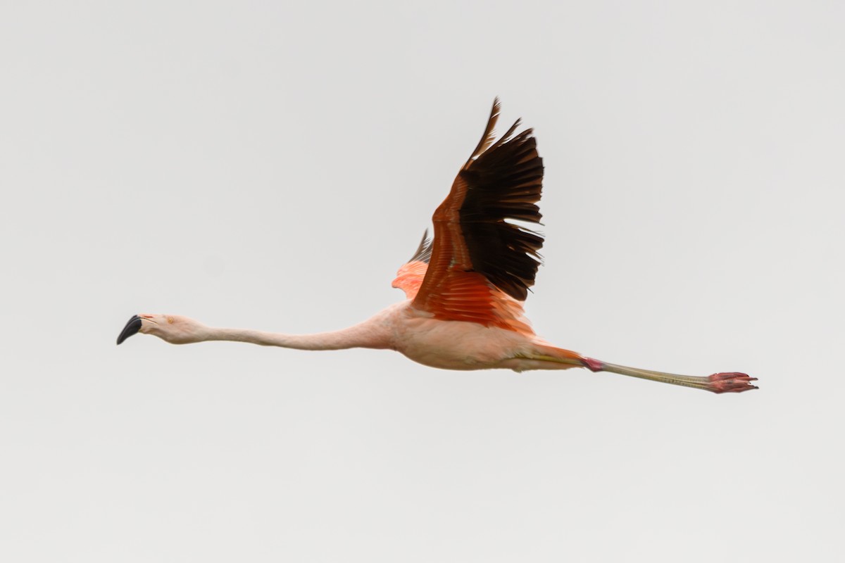 Chilean Flamingo - ML638110543