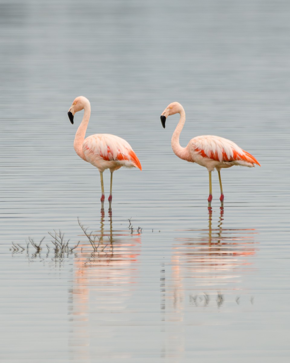 Chilean Flamingo - ML638110544