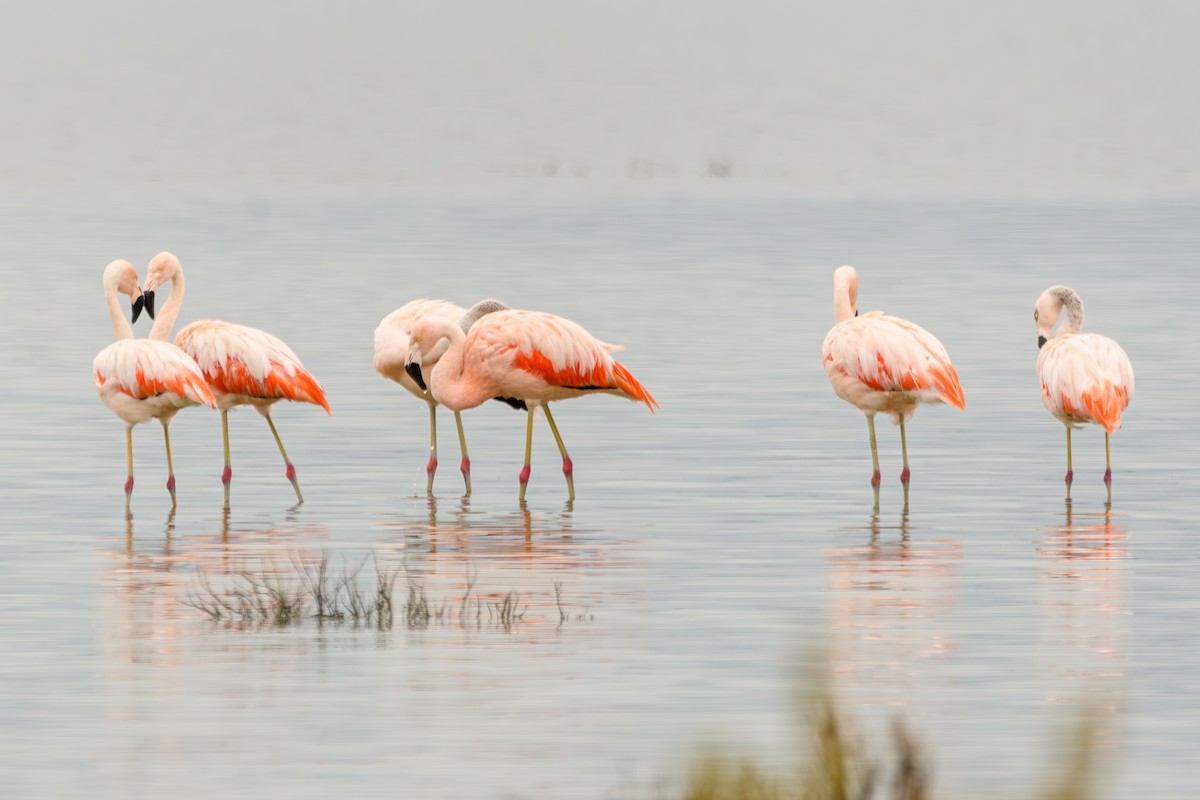 Chilean Flamingo - ML638110545