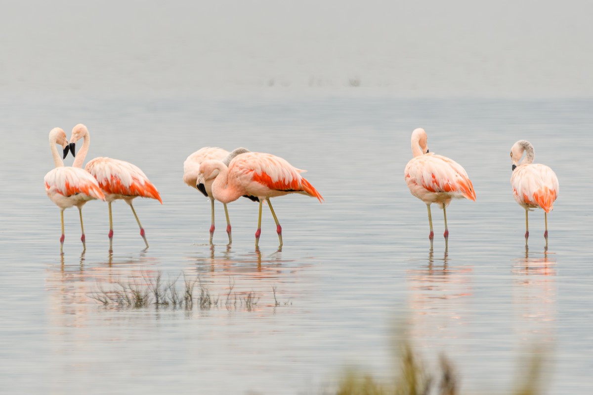 Chilean Flamingo - ML638110546
