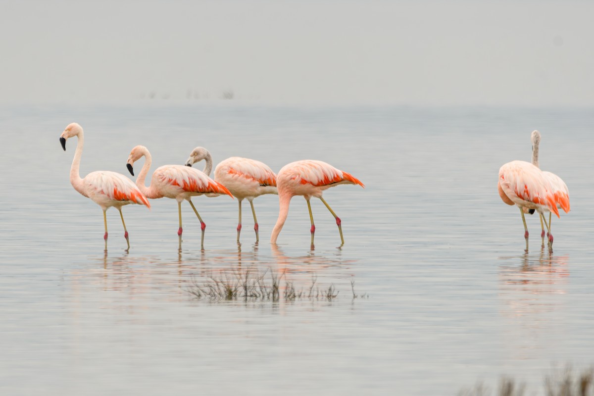 Chilean Flamingo - ML638110548