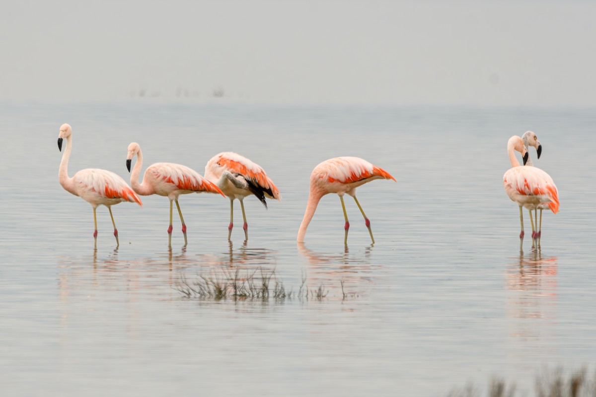Chilean Flamingo - ML638110549
