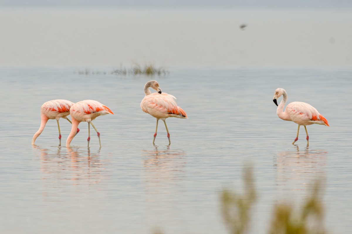 Chilean Flamingo - ML638110550