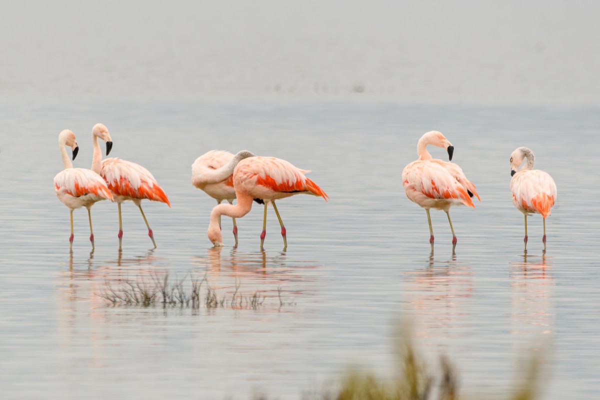 Chilean Flamingo - ML638110551
