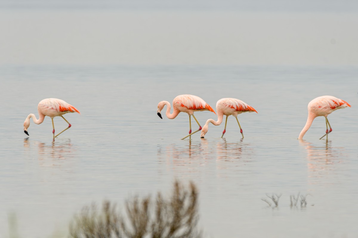 Chilean Flamingo - ML638110552