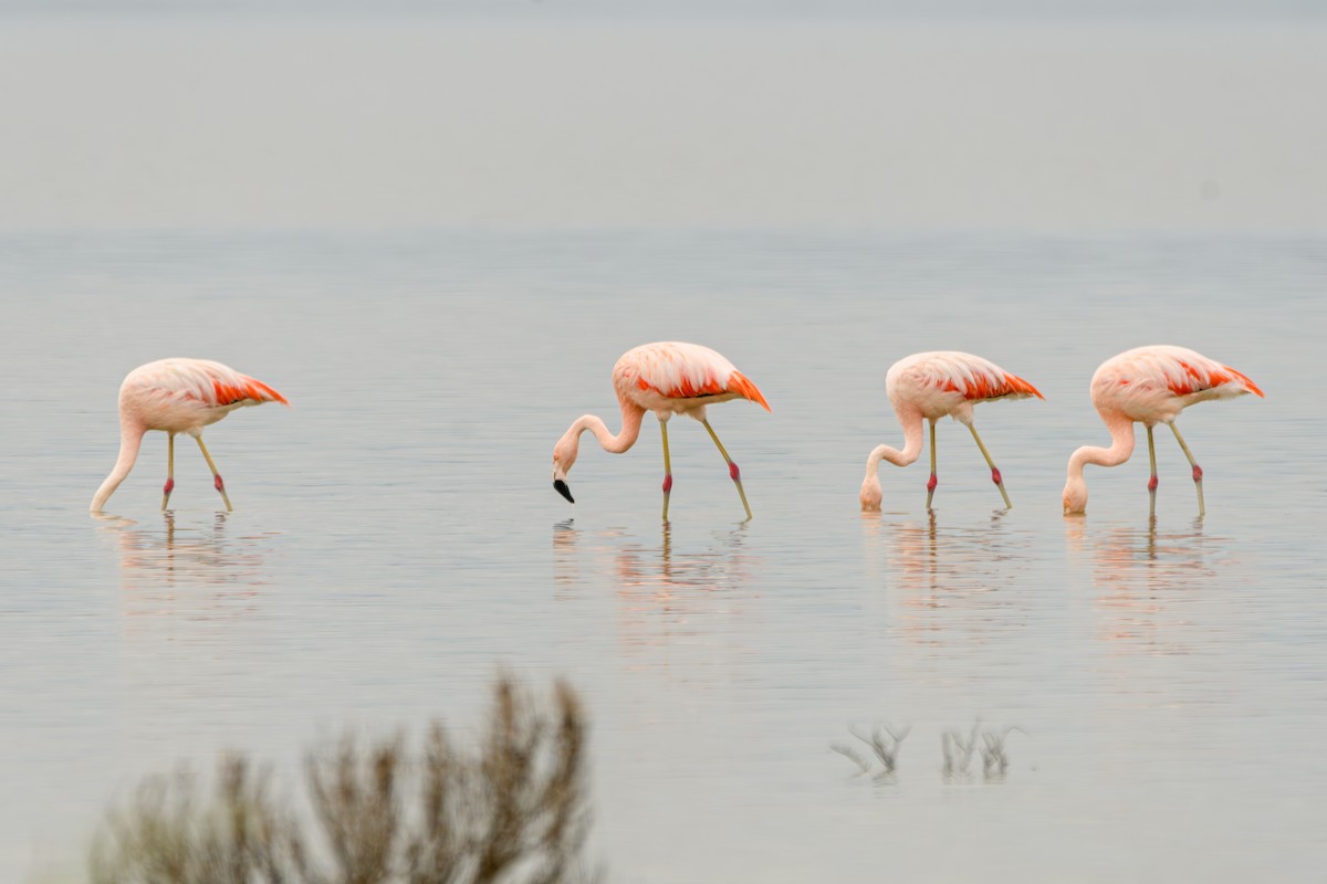 Chilean Flamingo - ML638110553