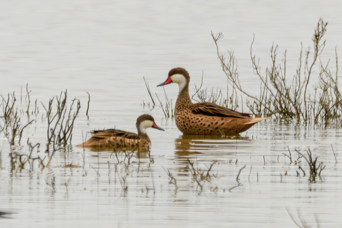 White-cheeked Pintail - ML638110556
