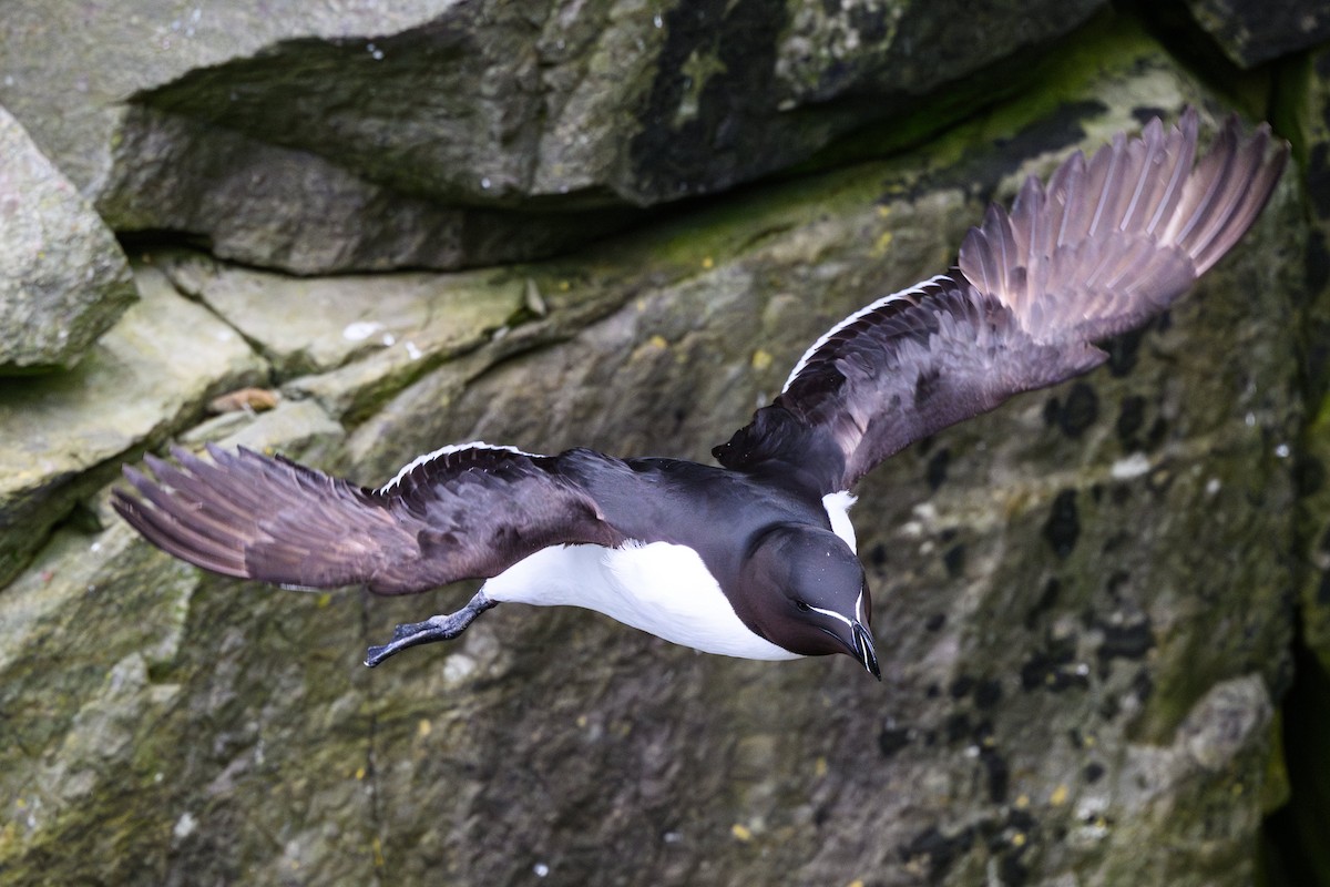 Razorbill - ML638110590
